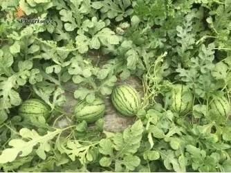 深圳平湖吃瓜 第2张 深圳平湖吃瓜 第2张